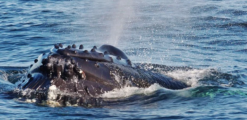A whale surfacing in the ocean, with water splashing around.