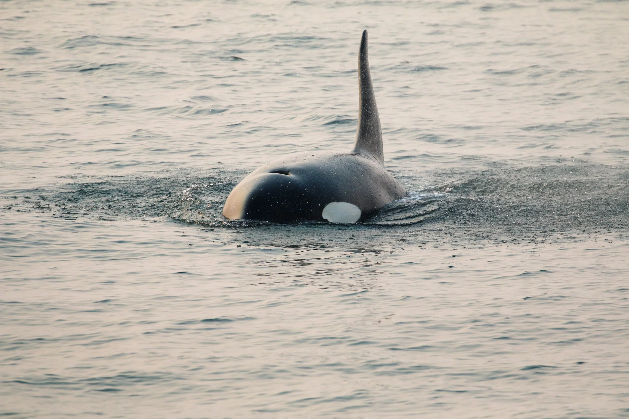 A whale surfacing in the ocean with a prominent dorsal fin.
