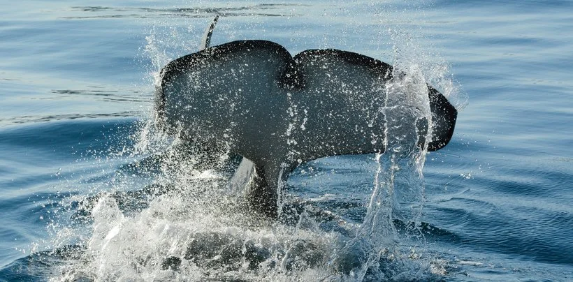 A whale's tail rising out of the ocean with water splashing around it.