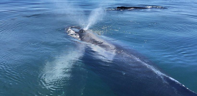 A whale surfacing in the ocean with water spraying from its blowhole