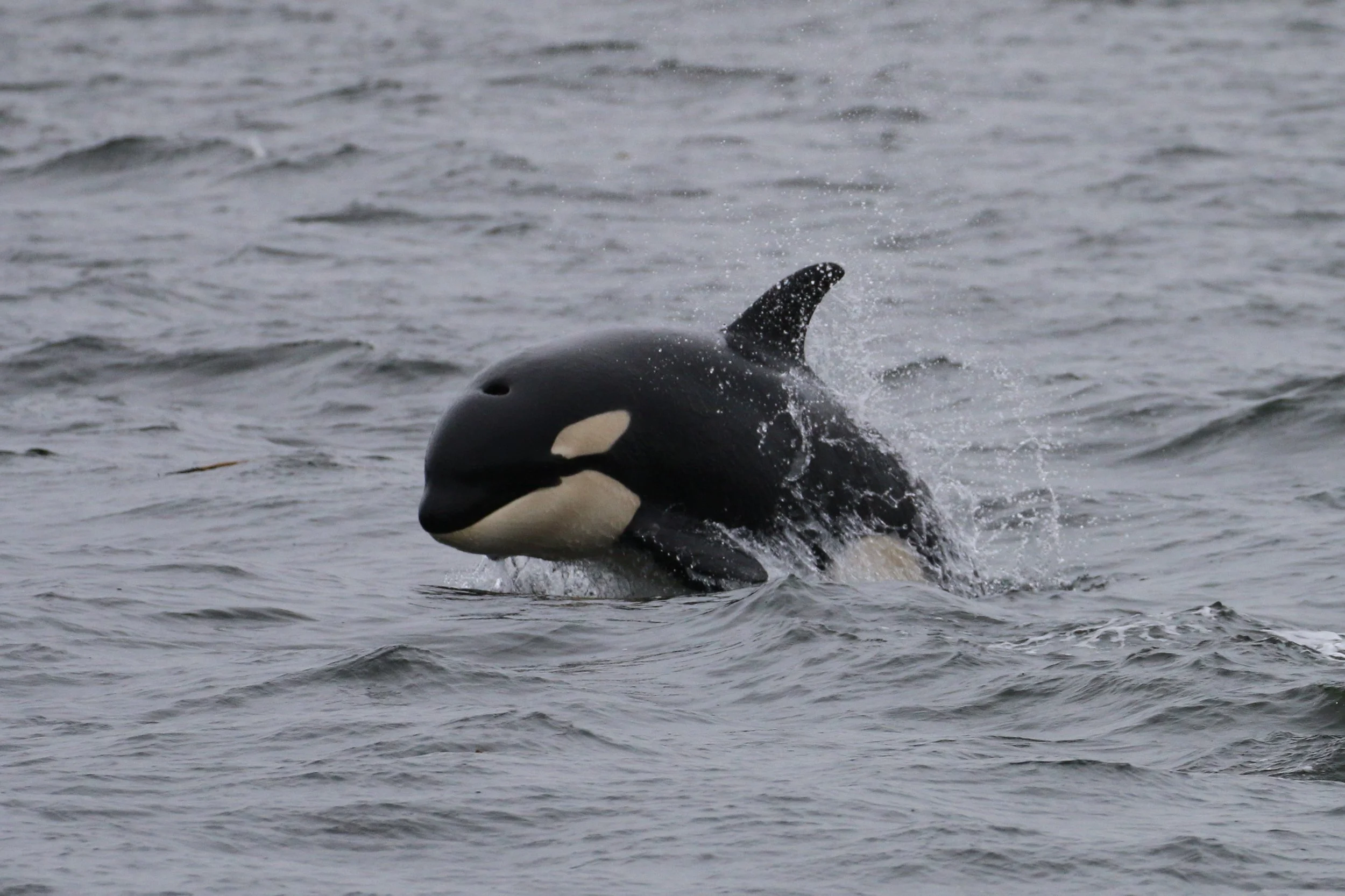 A killer whale jumping out of the water with water splashing around it.