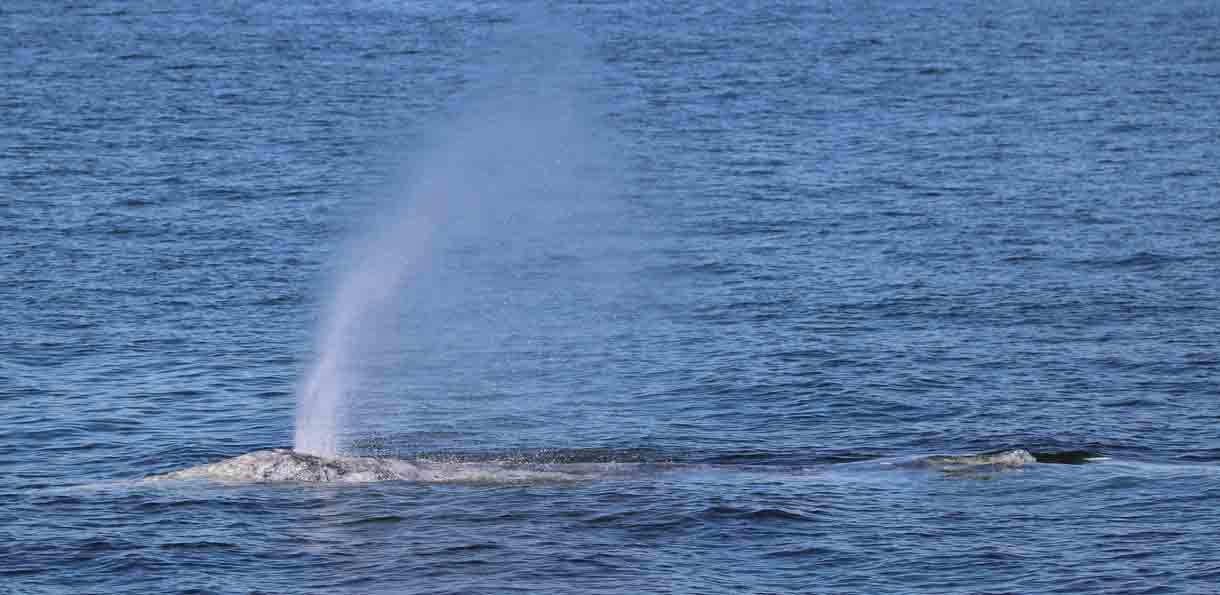 A whale surfacing in the ocean with a spout of water spraying from its blowhole.
