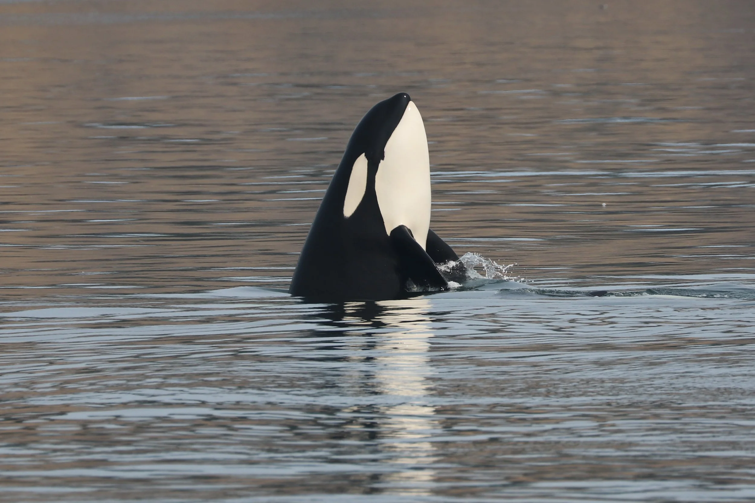 An orca whale, also known as a killer whale, surfacing from the water with its dorsal fin visible.