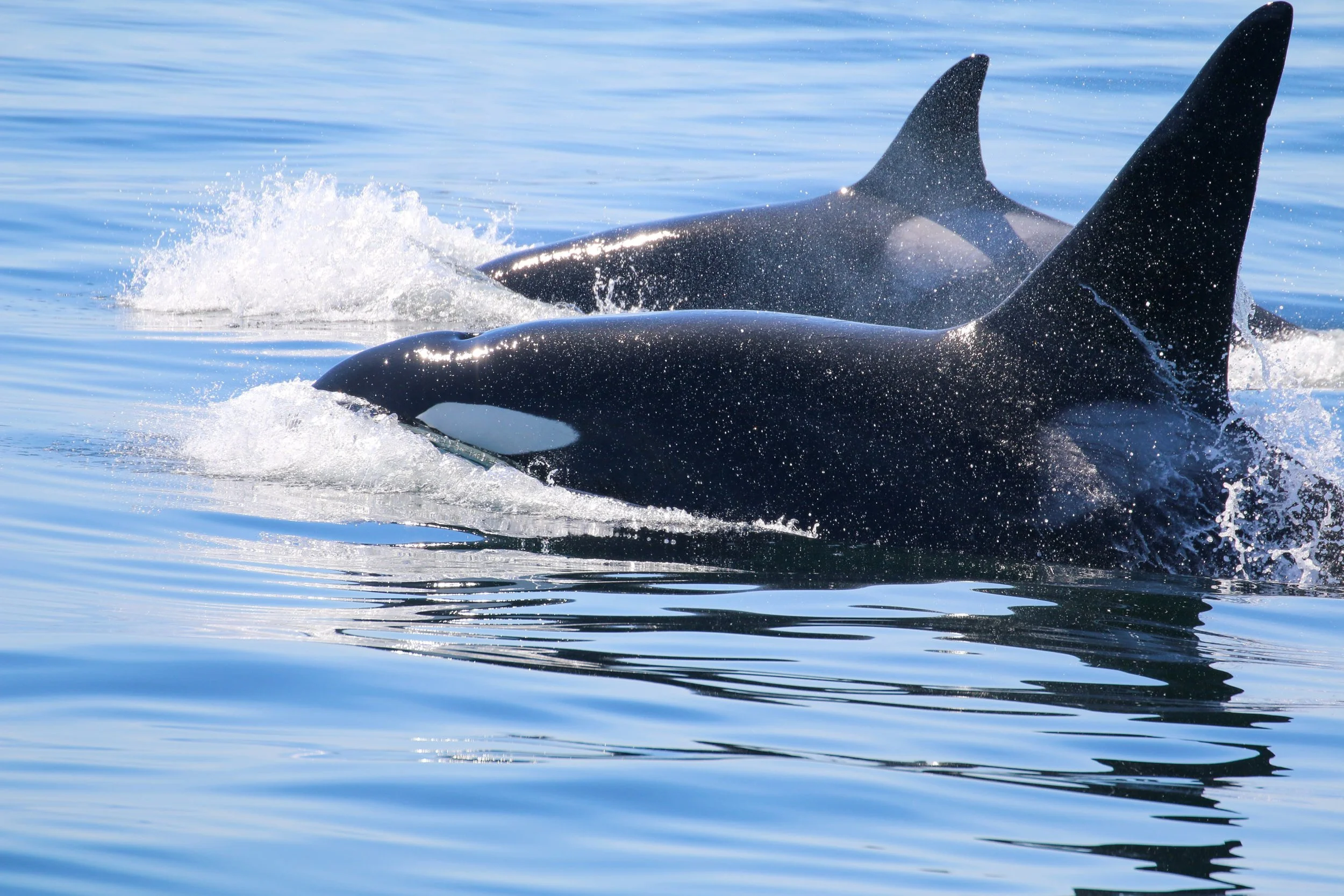 Two orcas swimming in the ocean with their dorsal fins visible above the water, creating splash and ripples.