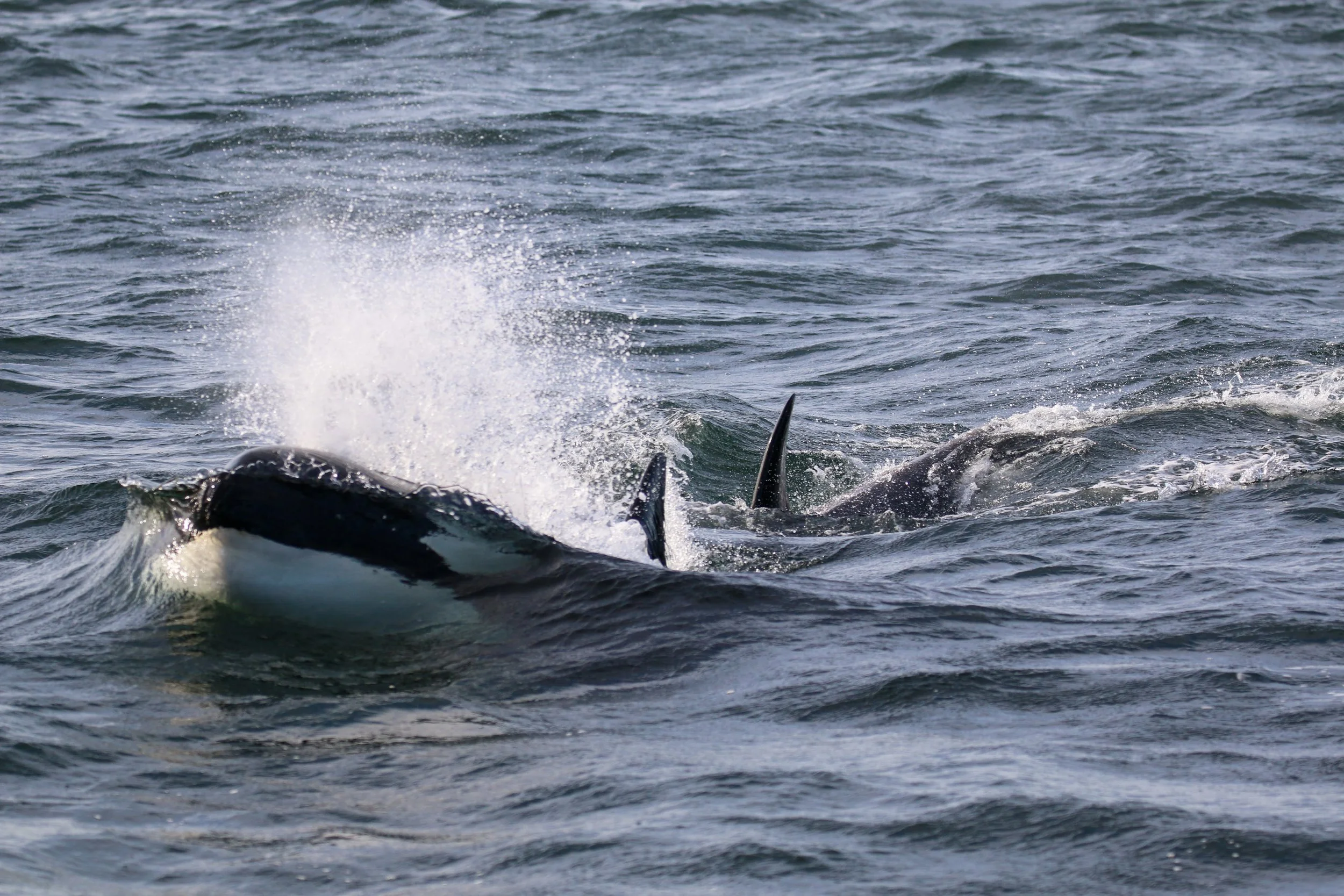 A whale surfacing in the ocean, with part of its body visible and water splashing around.