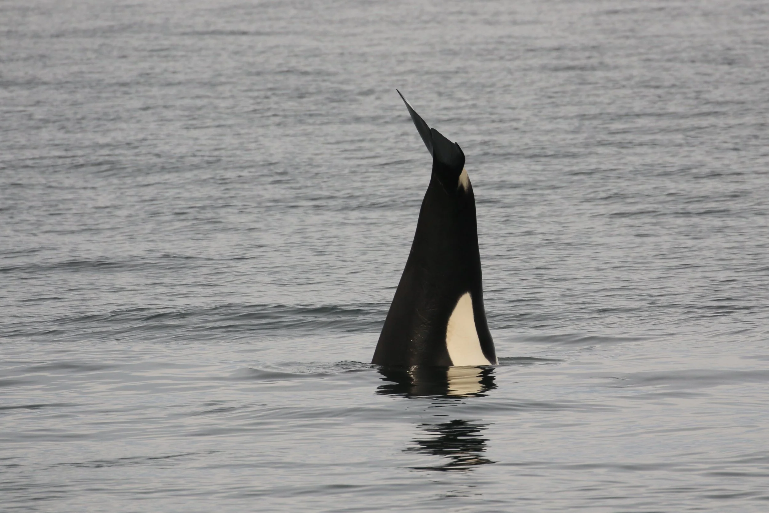 A whale's tail emerging from the ocean water with the background showing a calm sea.