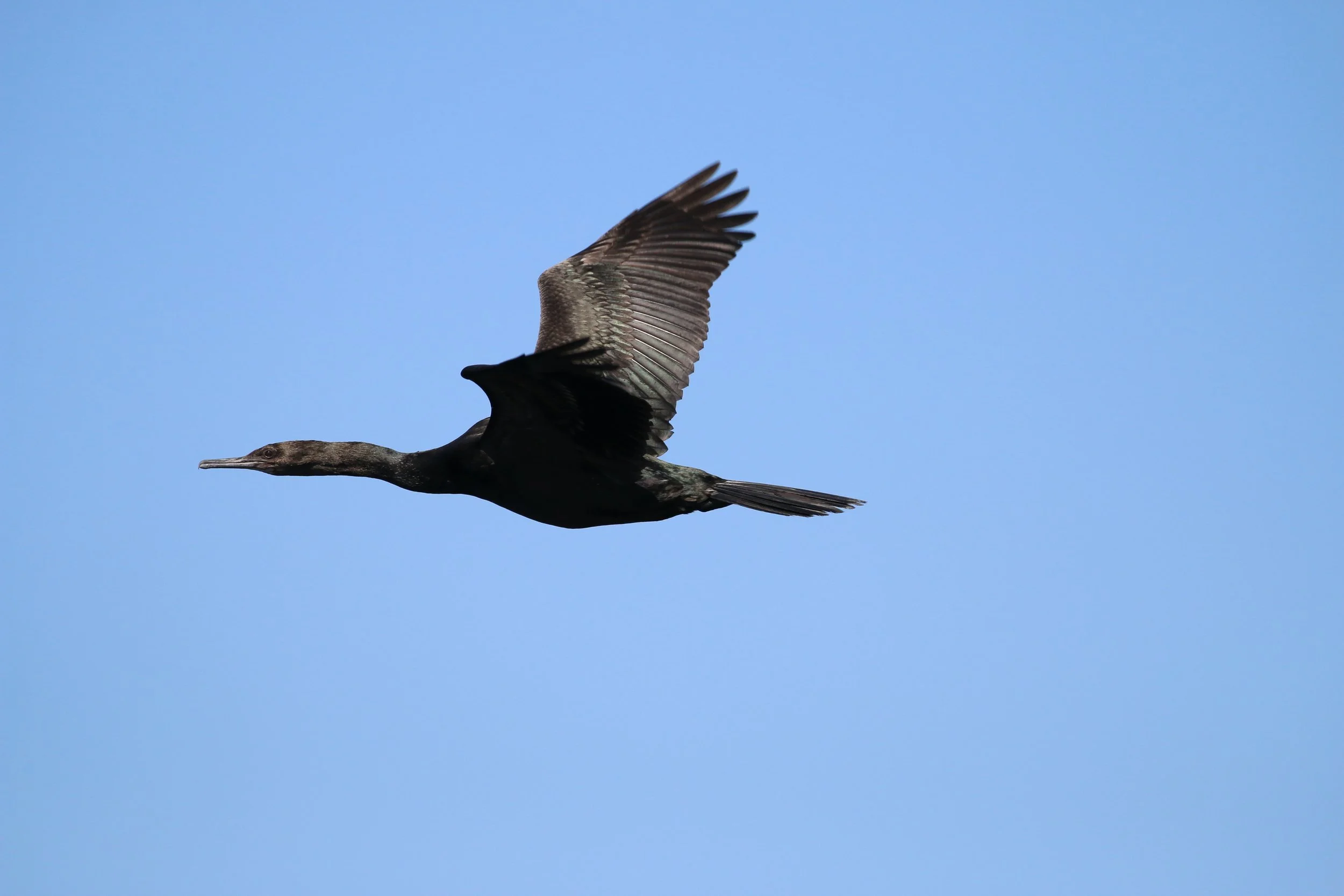 A bird, possibly a cormorant, flying in a clear blue sky with its wings spread wide.