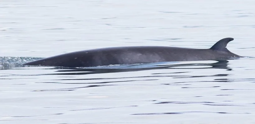 A whale swimming in calm ocean waters.