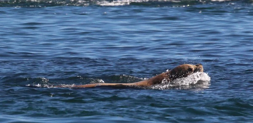 A dog swimming in the water with its head above the surface.