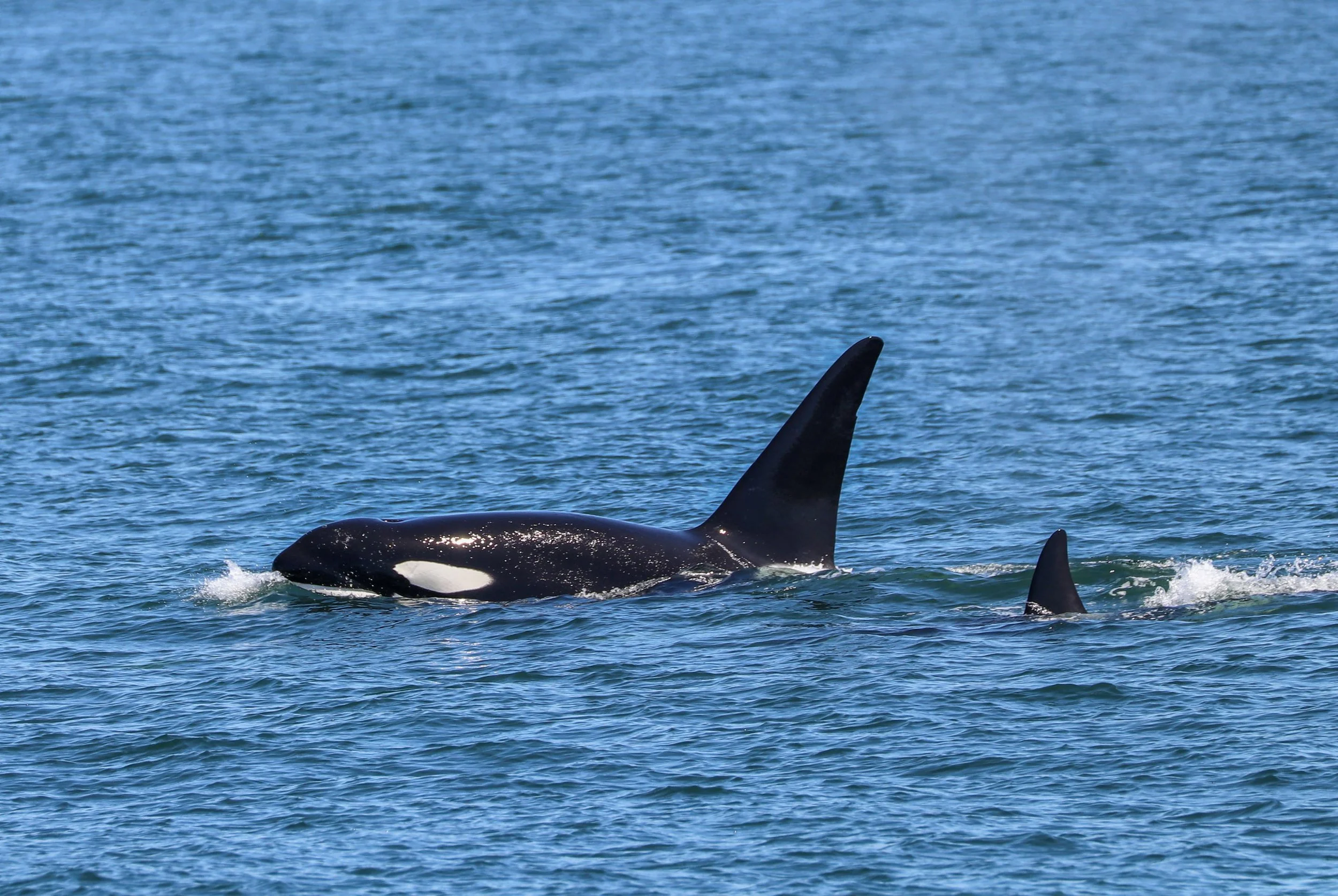 Orca whale swimming in the ocean with visible dorsal fin above the water surface.