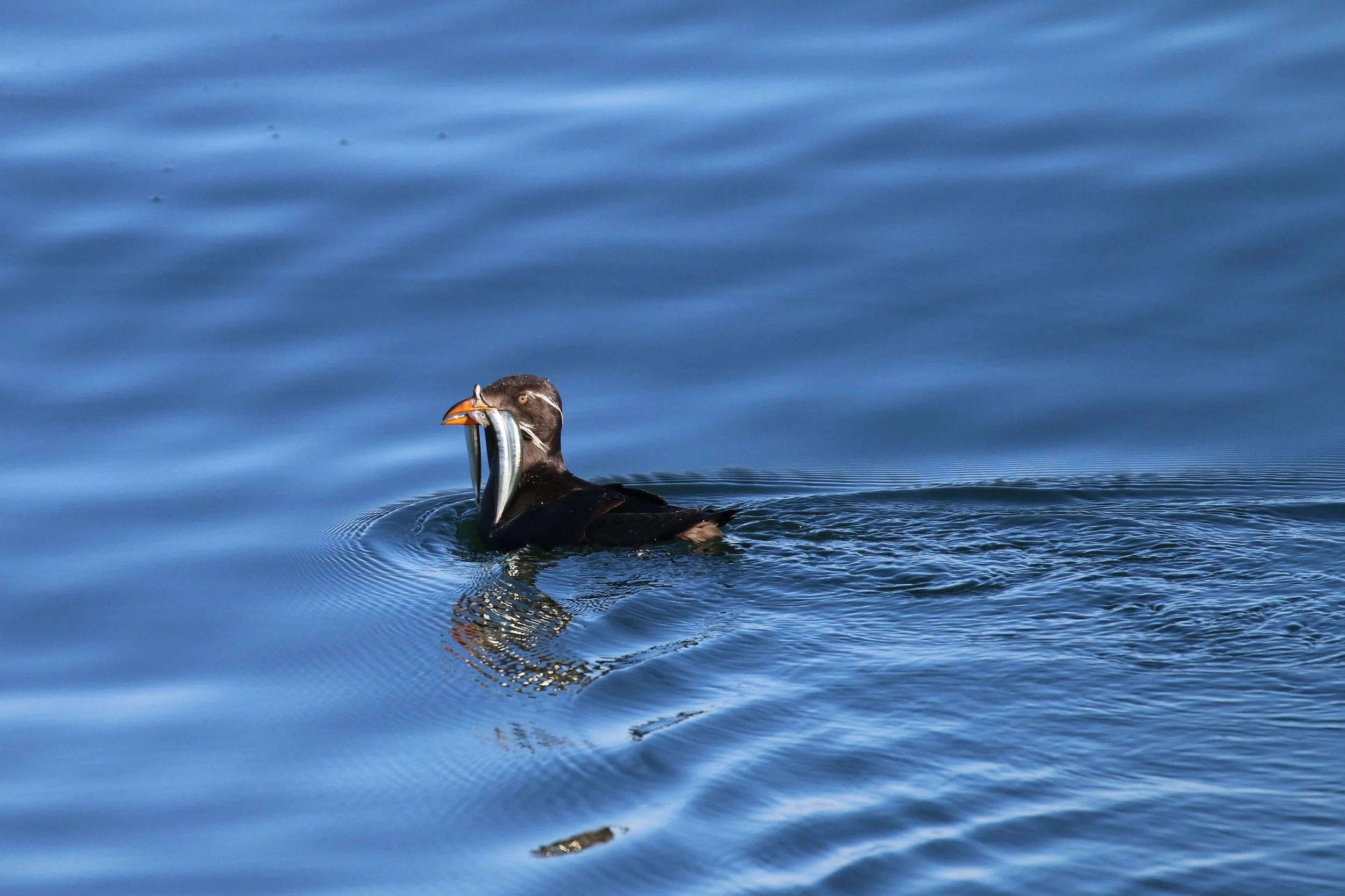 A duck with black and white feathers swimming in water, holding a fish in its beak.