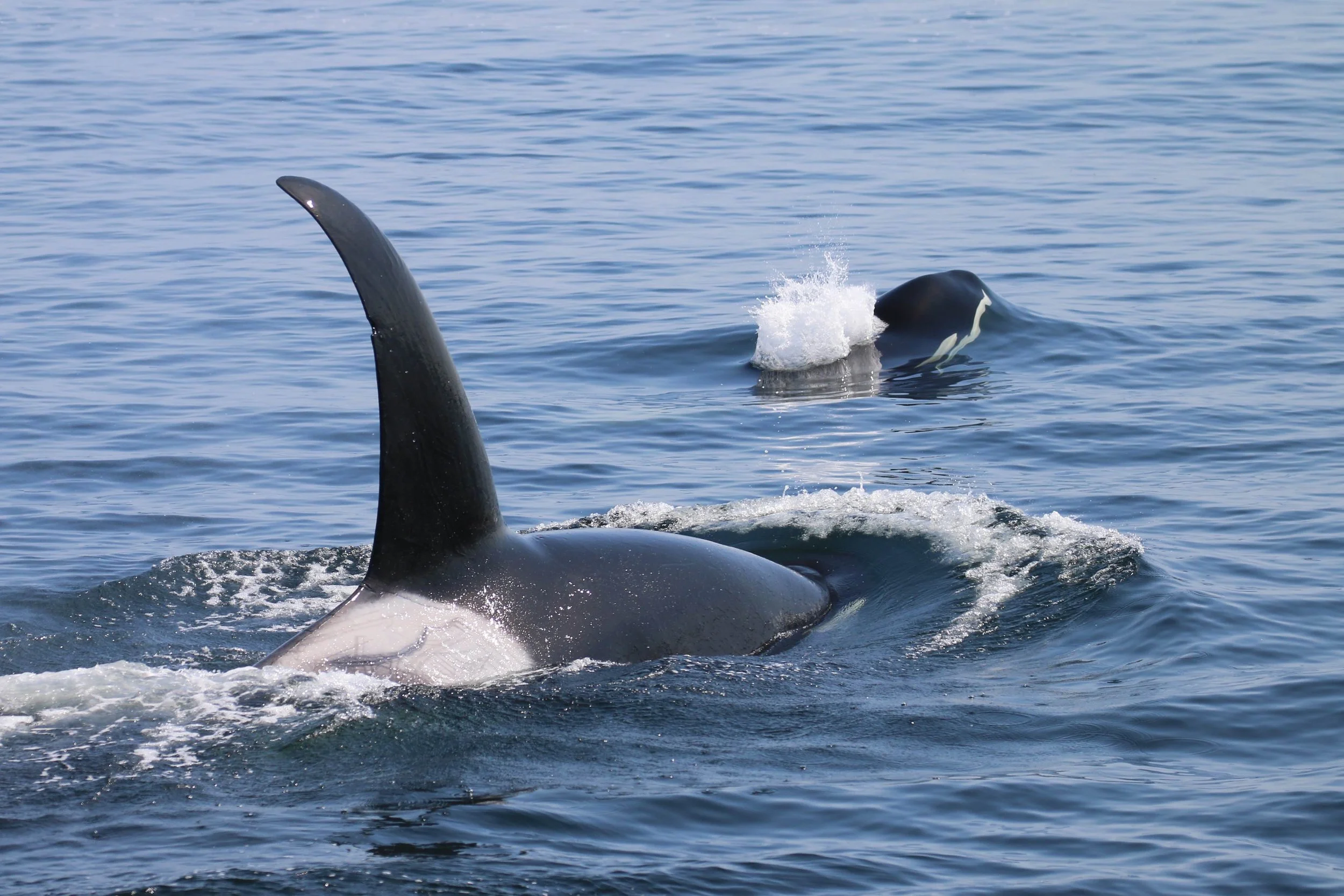 Two Bigg's Surfacing.jpg