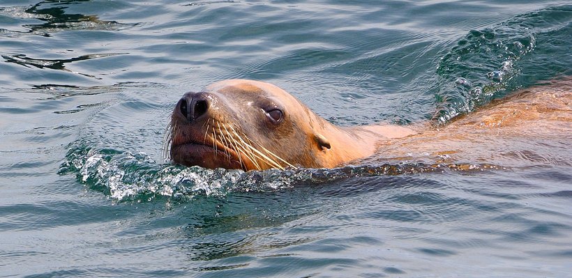 Seal swimming in the ocean.