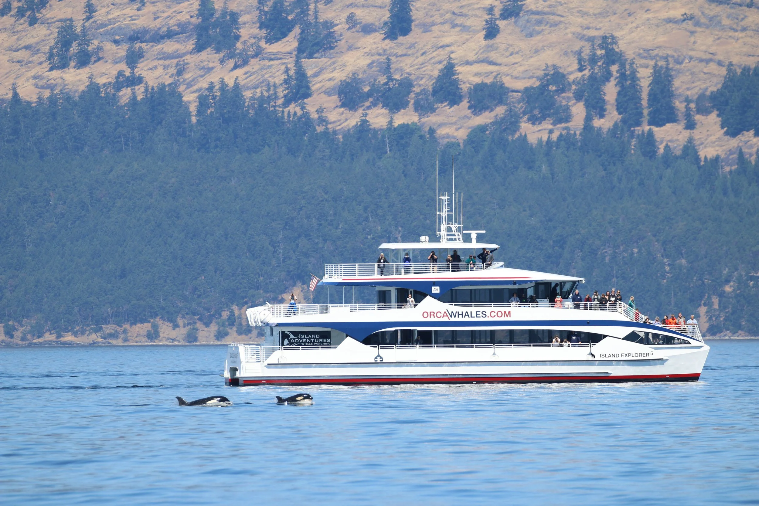 A white boat with multiple decks on the water near a forested shoreline with mountains in the background. Small animals, possibly sea otters or seals, floating on the water in the foreground.
