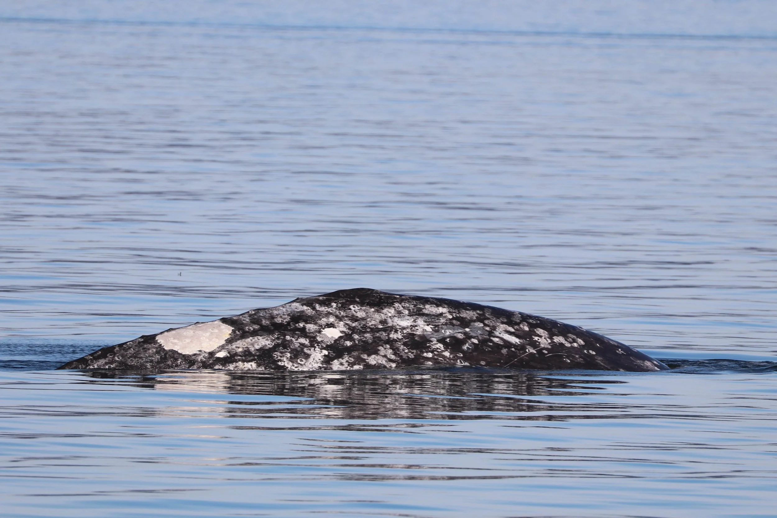 A large dark gray rock with white patches partially submerged in water, with gentle ripples on the water surface and a blurred background of more water, possibly a lake or ocean.