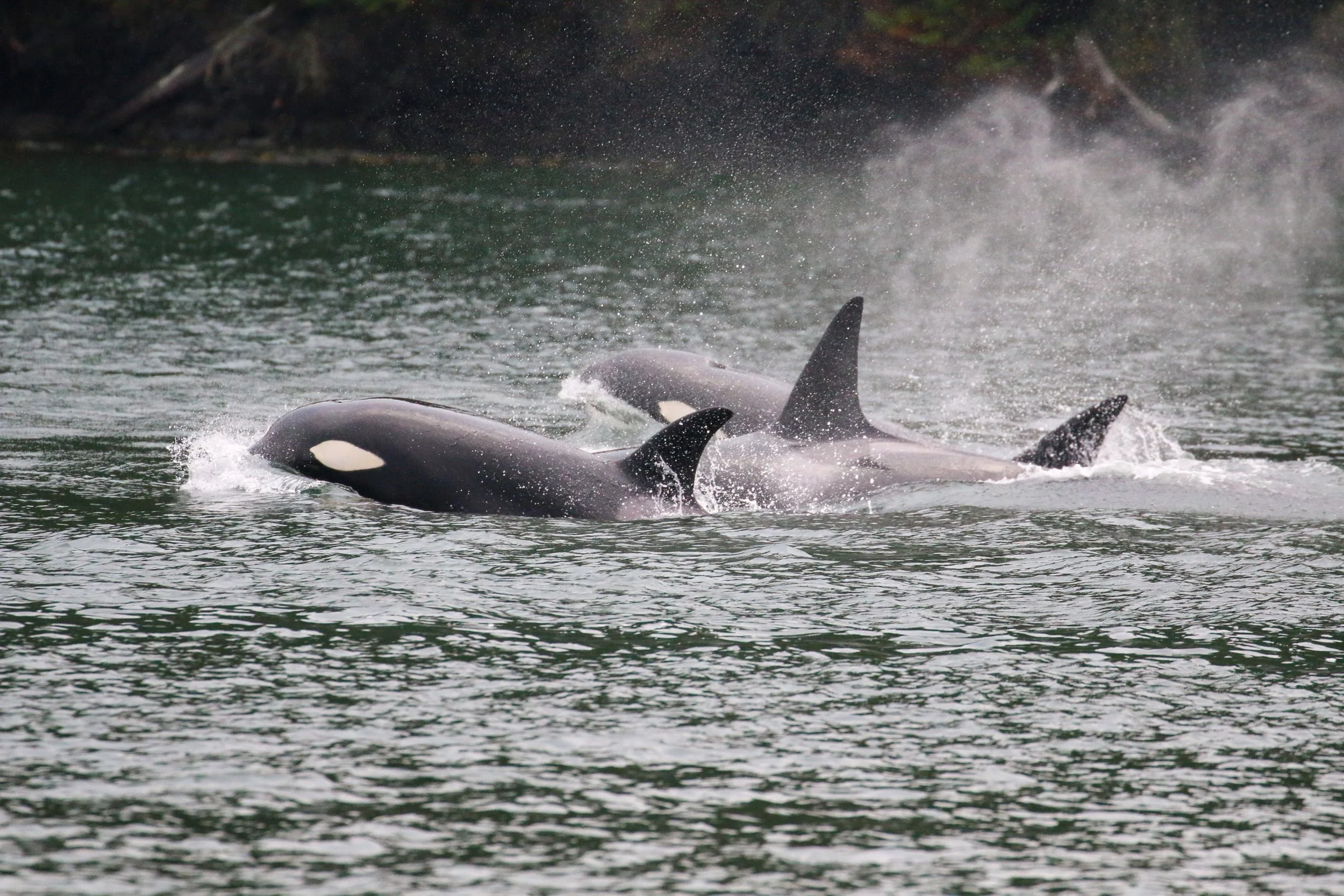 Two orcas swimming in the water, partially submerged, with water splashing around them.