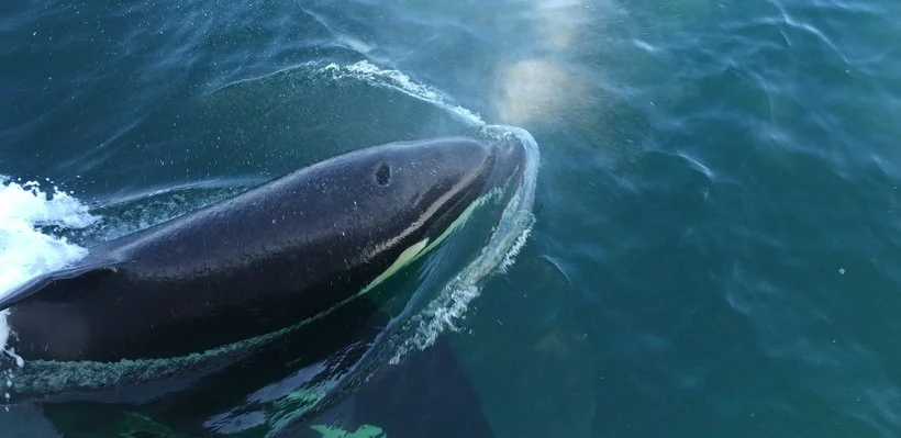 A killer whale surfacing in the ocean with water spray and its head visible.