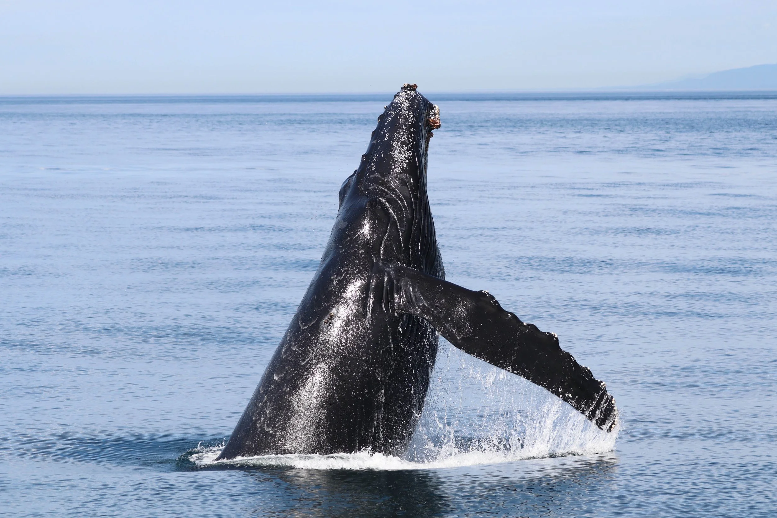 A whale breaches the surface of the ocean, with part of its dark, wet body visible as it leaps above the water, creating splashes and waves.