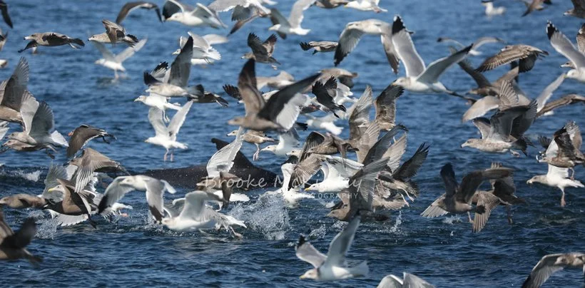 A large flock of seagulls flying over the water, with some landing or taking off.