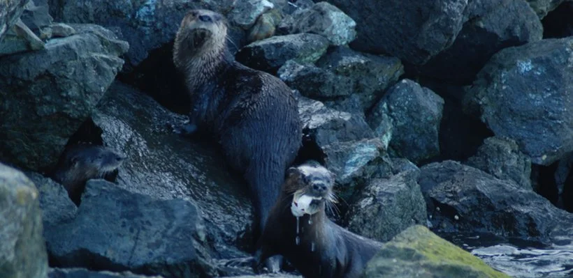 A group of otters swimming and resting among large rocks in a natural setting.