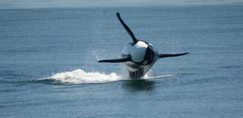 Orca whale breaching the water surface in the ocean