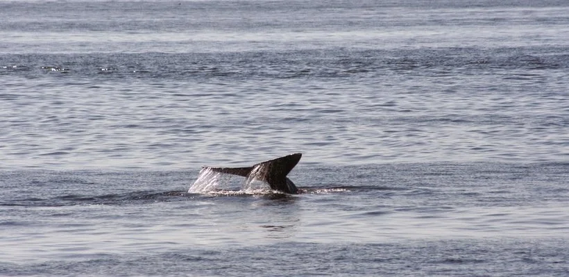 A whale surfacing in the ocean with part of its back and tail visible above the water.