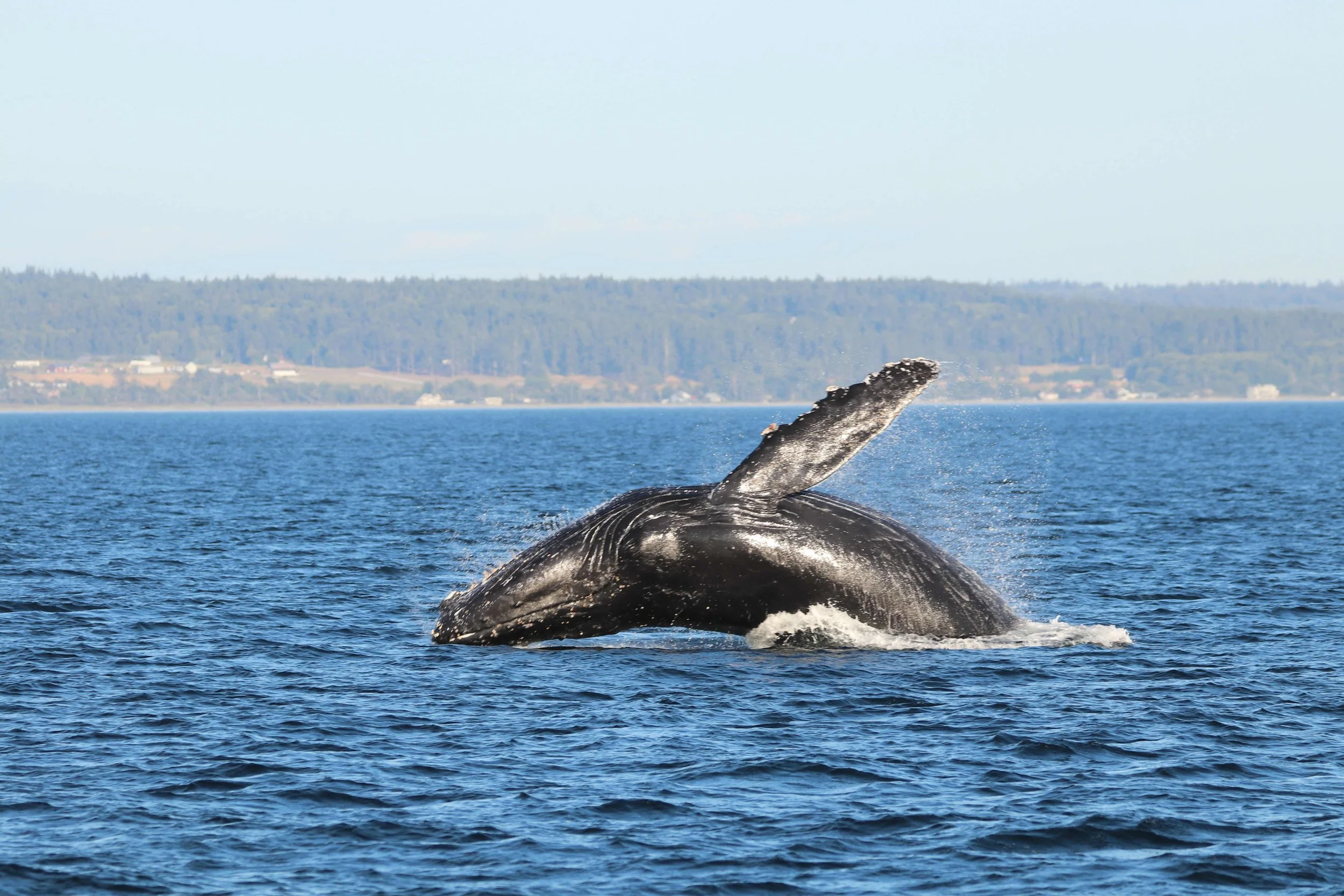 A whale breaches the water surface with its tail fins visible, in a large body of water with a distant shoreline and forested hills in the background.