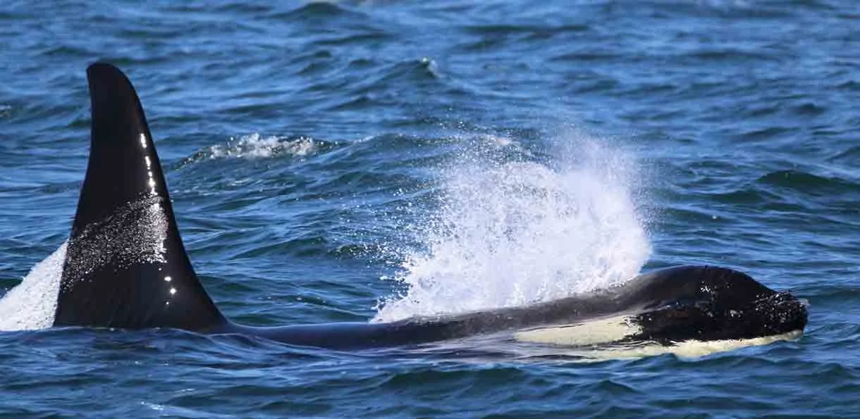 A killer whale breaches the water, creating a splash, with its dorsal fin visible amidst the waves.