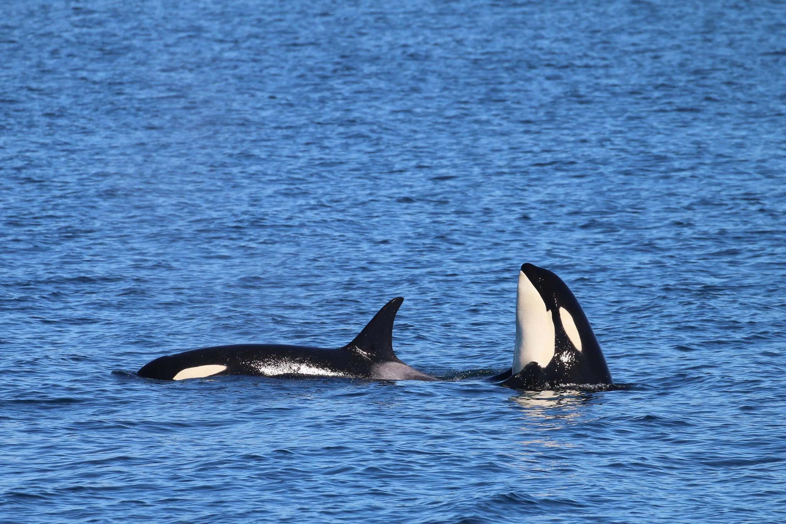 Orcas swimming in the ocean.