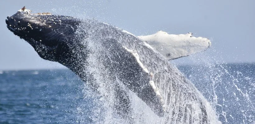 A whale breaching out of the water with water splashing around it.