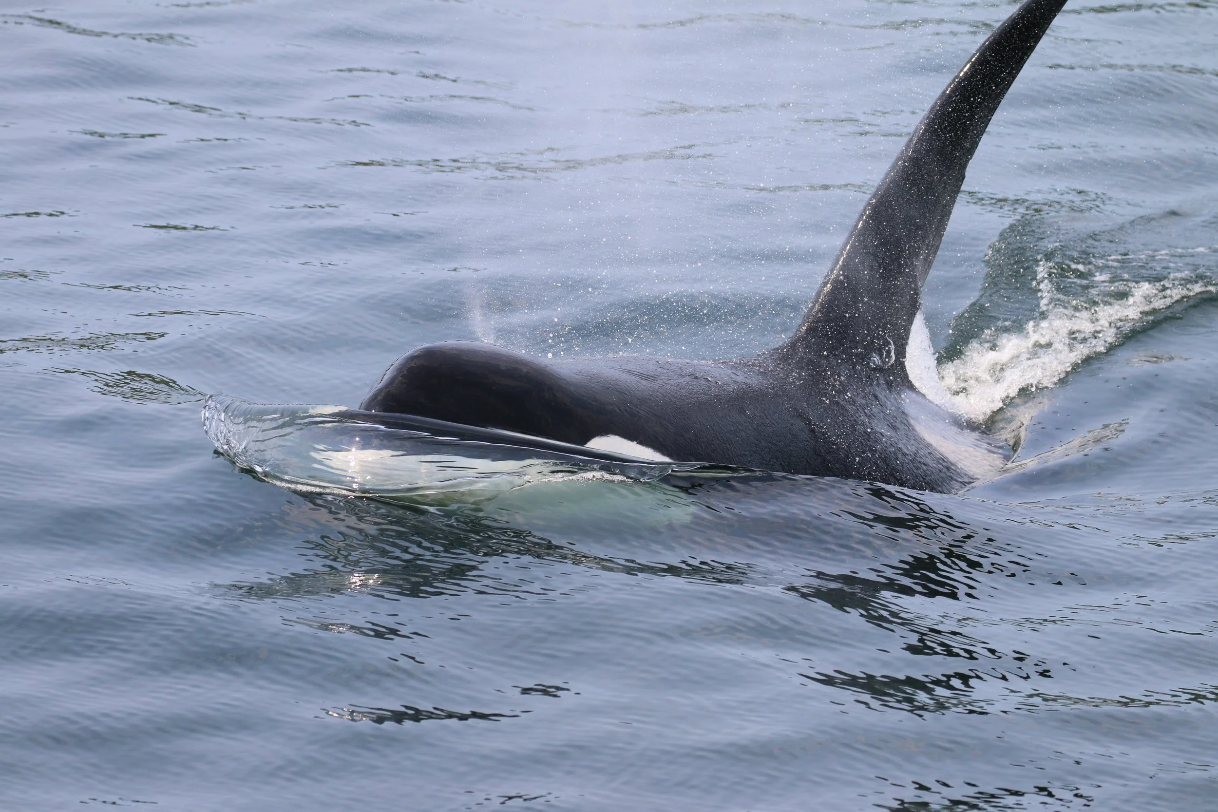 A whale's tail emerging from the ocean water as the whale dives deeper.