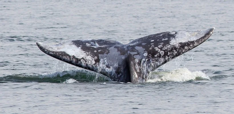 A whale's tail emerging from the water in the ocean.