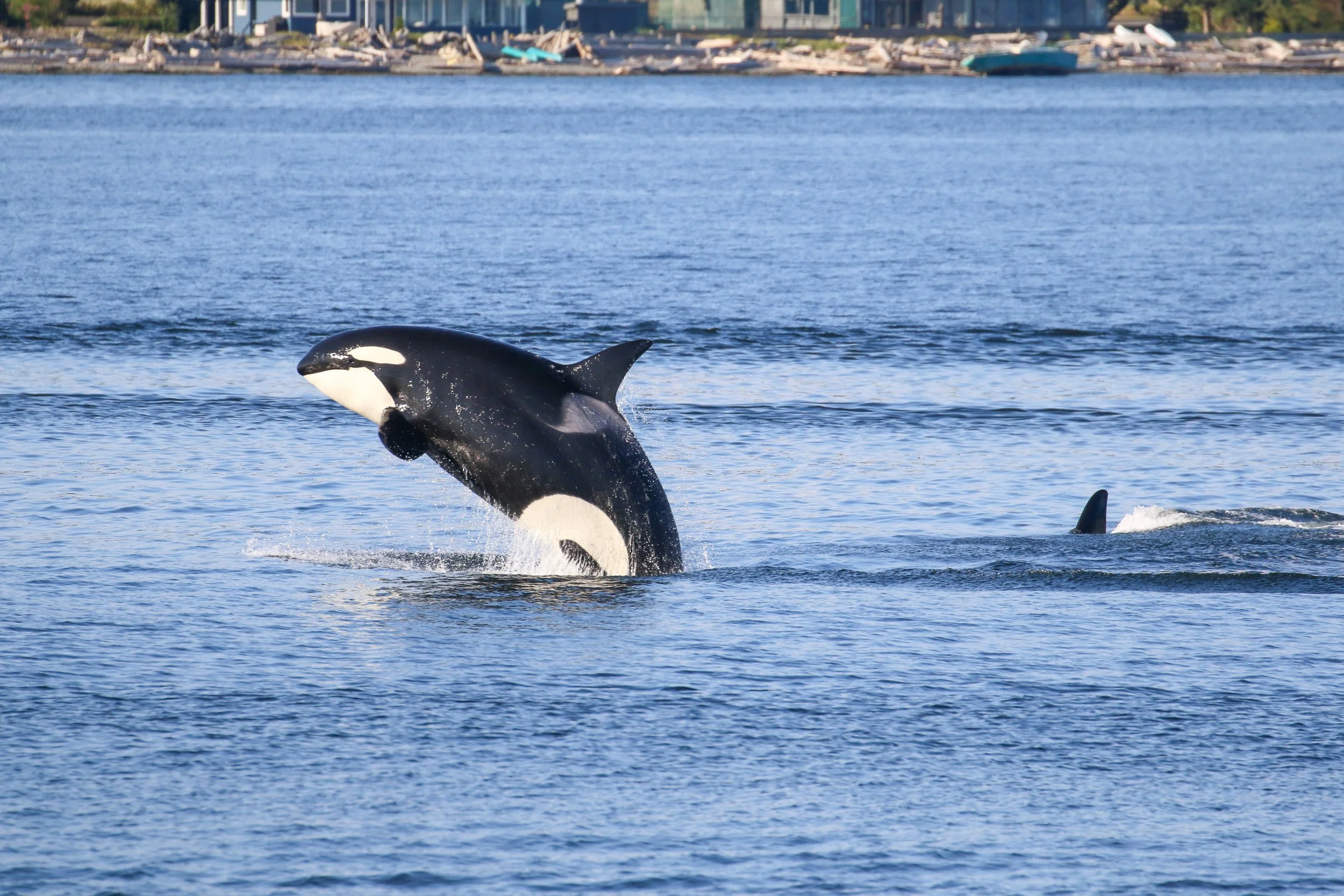 A black and white killer whale breaching out of the water near a shoreline with boats and buildings in the background.