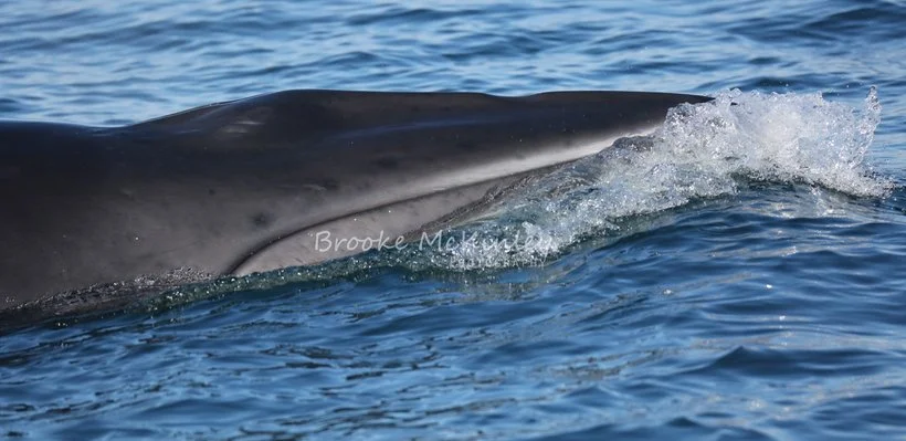 A whale swimming near the surface of the ocean, with part of its head and its body partially submerged.