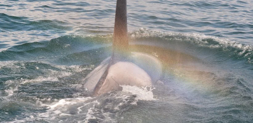 The tail of a whale breaking through the water with a rainbow visible in the spray.