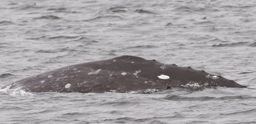 A whale surfacing in the ocean, with only part of its body visible above the water.