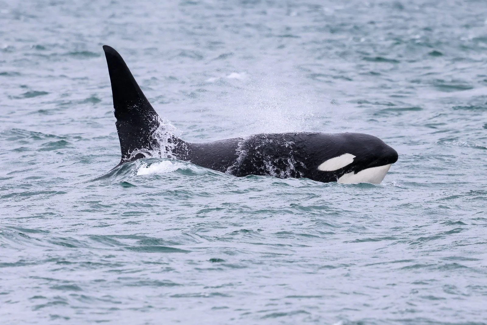 An orca whale swimming in the ocean, with part of its black and white body visible above the water.