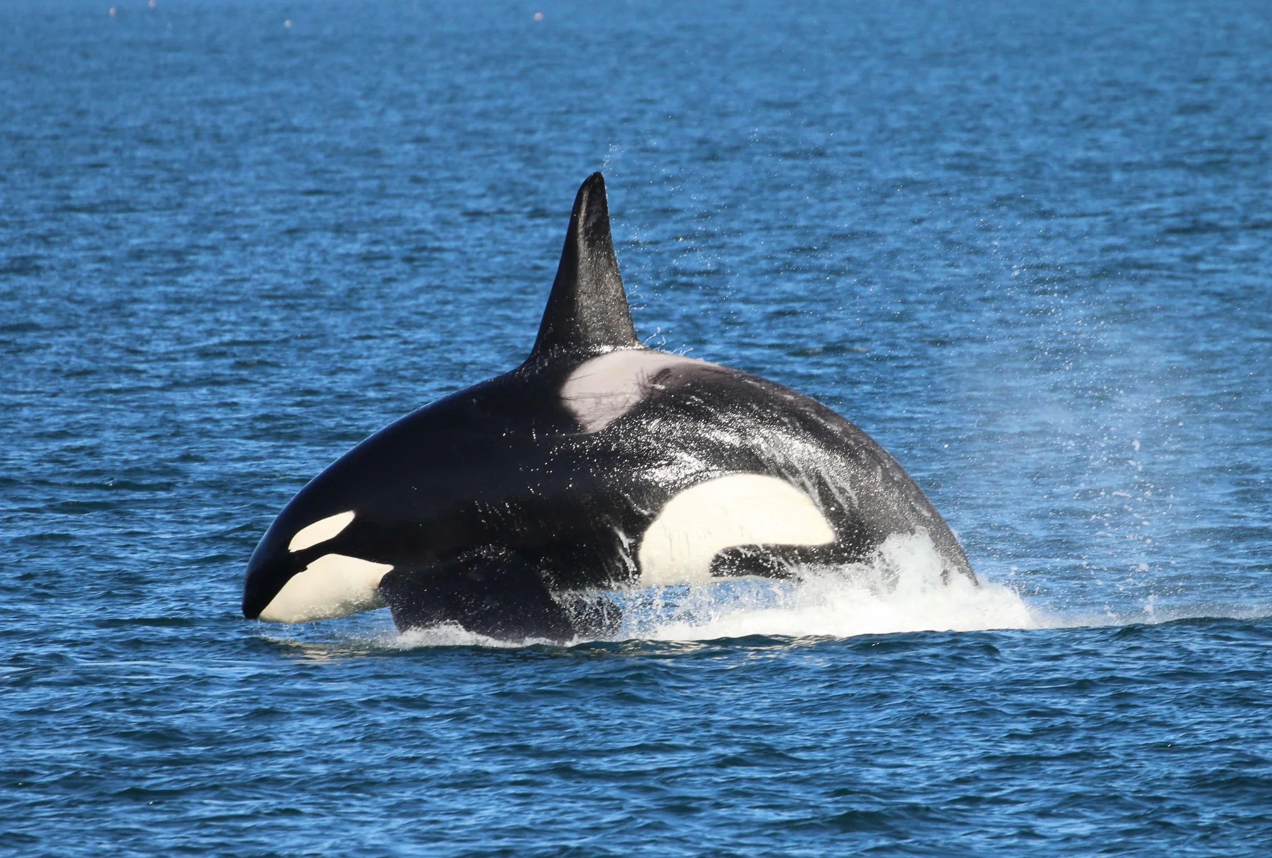 An orca whale breaching the water with its dorsal fin visible, surrounded by blue ocean water.