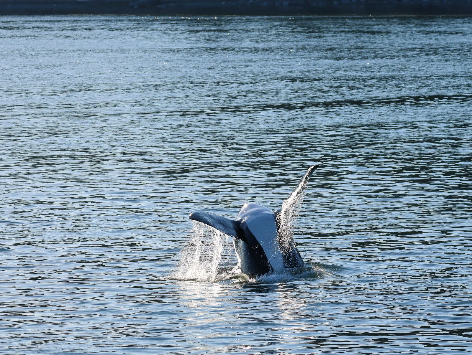 Humpback whale breaching the water with part of its body visible above the water surface.