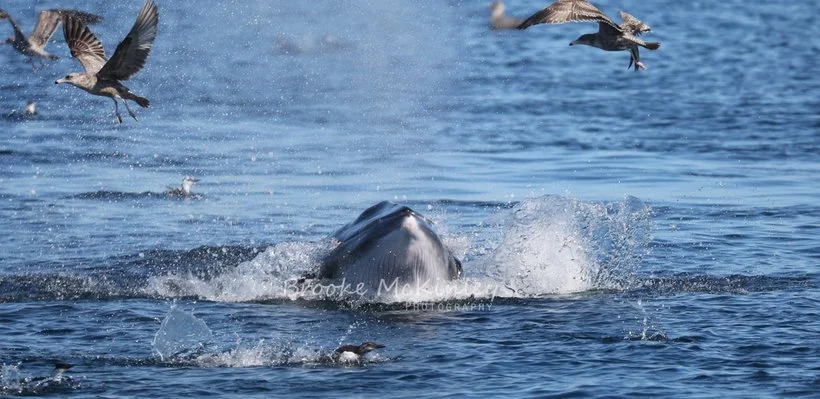 A whale surfacing from water surrounded by seagulls flying above.