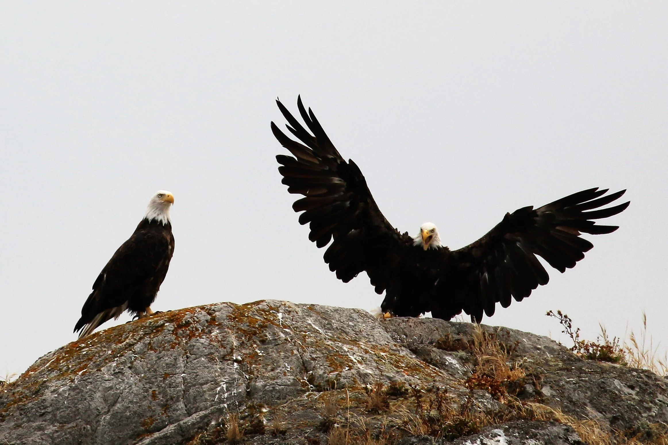 Two bald eagles on a rocky outcrop, one with wings spread. Overcast skies in the background.