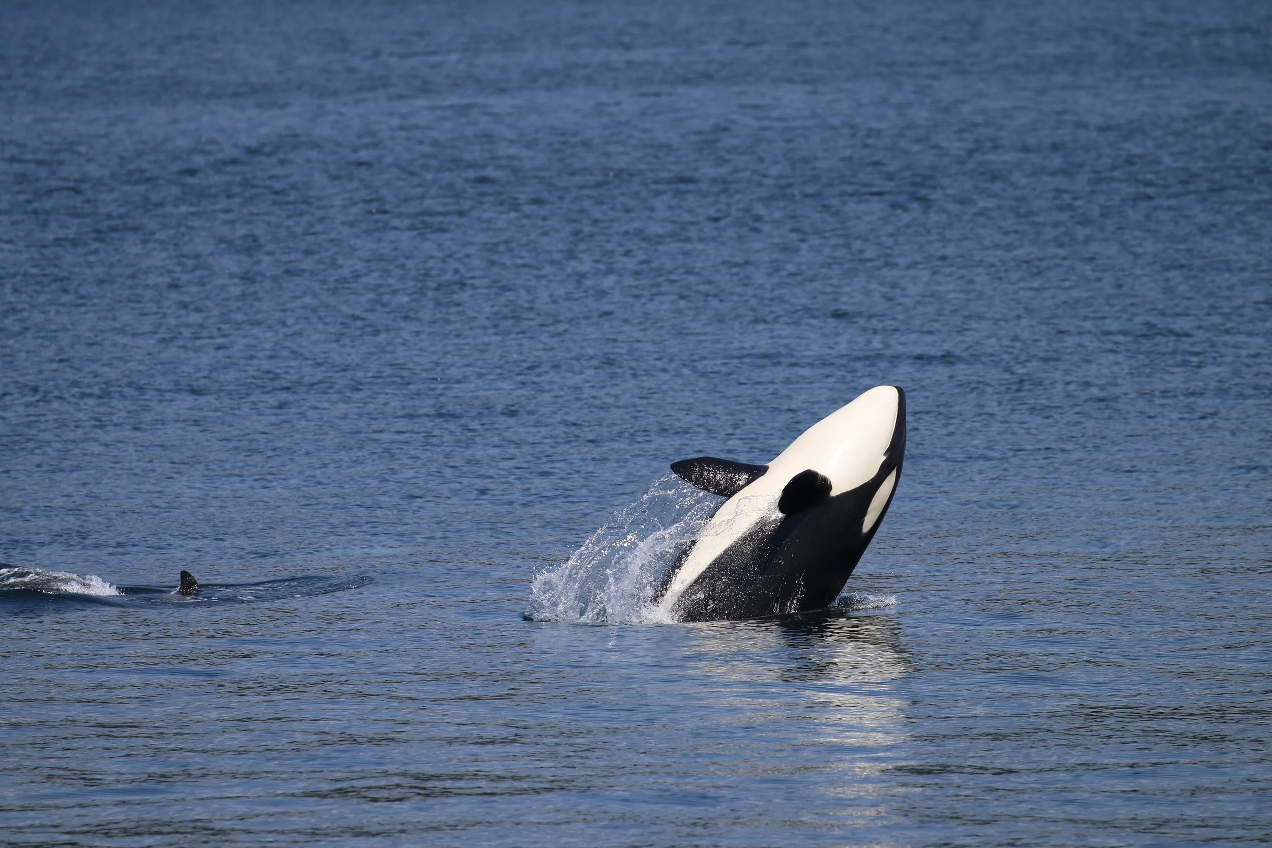 A killer whale breaching out of the water with its head and part of its body visible, creating a splash and waves in a large body of water.