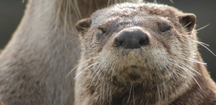 Close-up of a sea otter's face with closed eyes and whiskers visible.