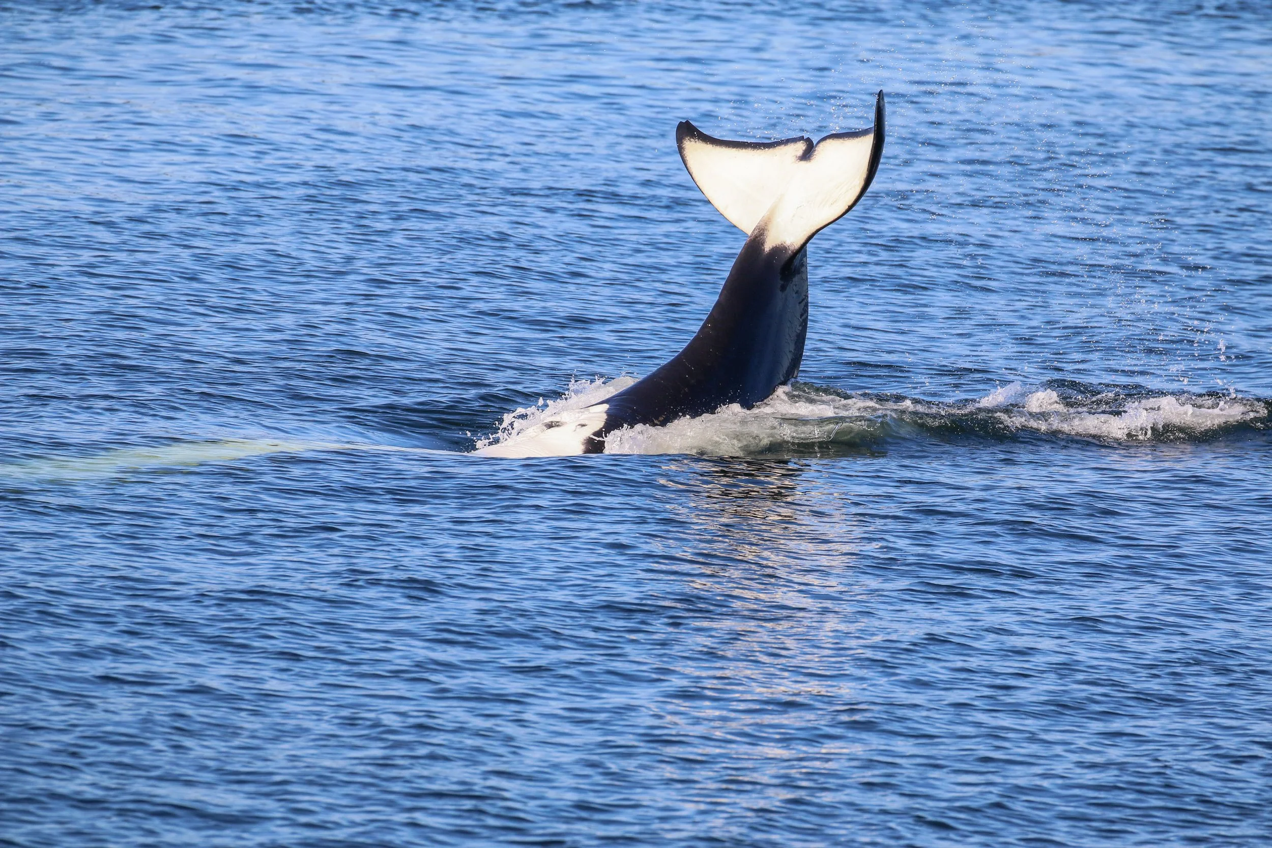 A whale's tail emerging from the ocean water with small splashes, viewed from the water's surface.
