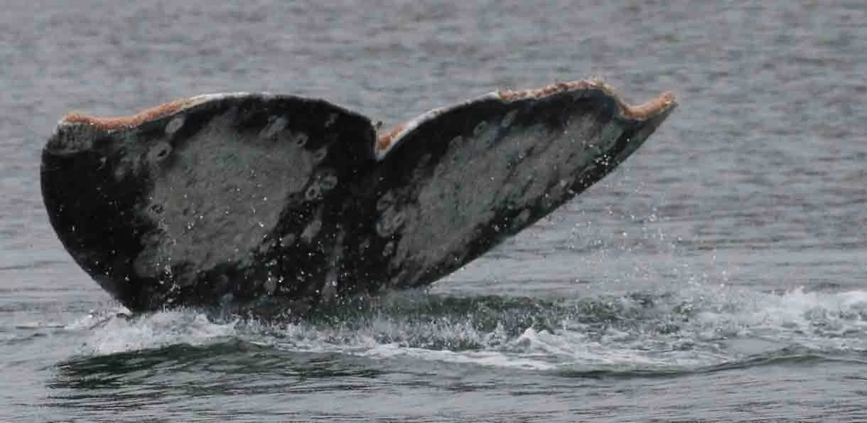 A whale's tail flukes emerging from the water as it dives.