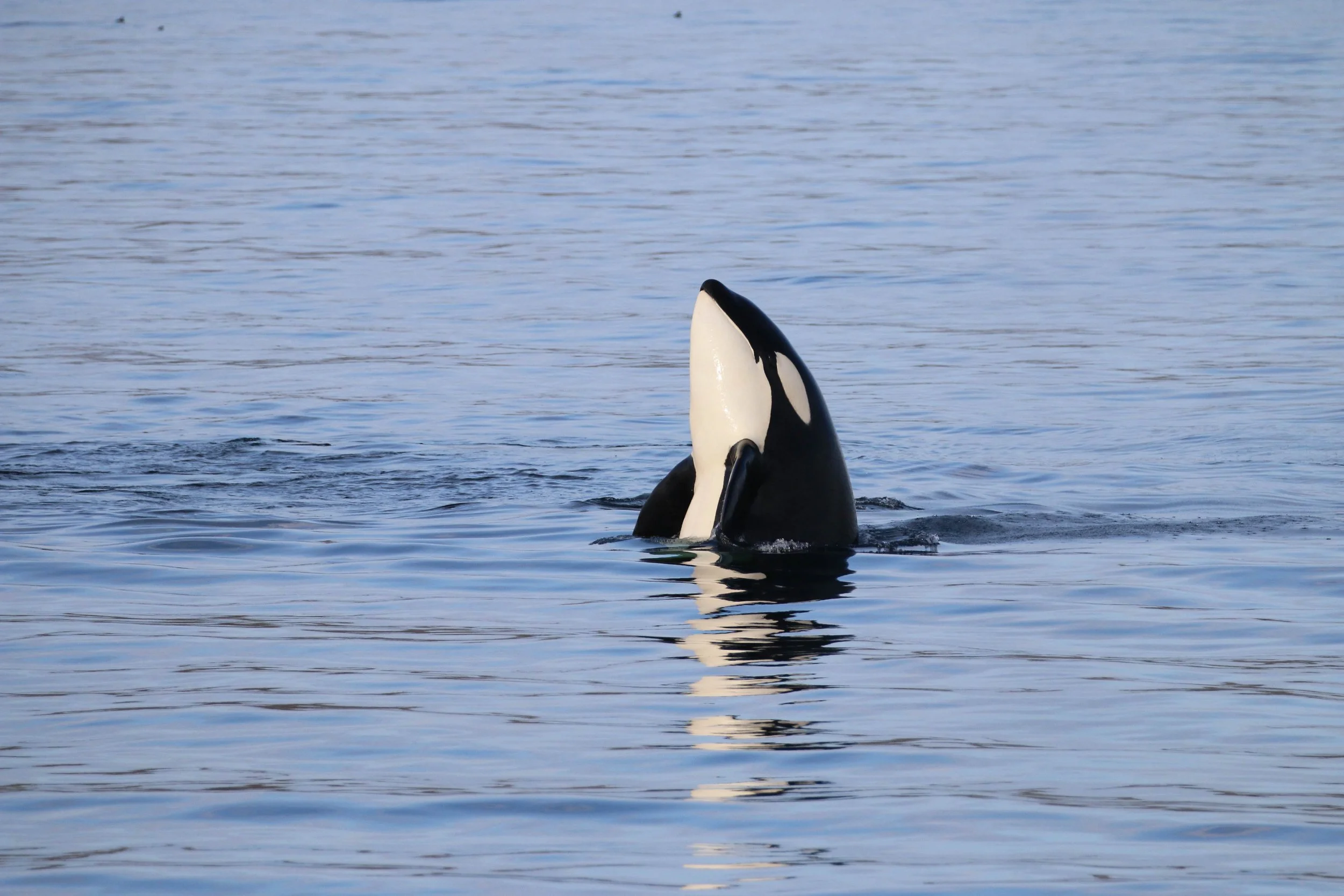 Orca whale's head surfacing from the water in the ocean.
