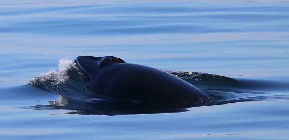 A whale surfacing in calm ocean water