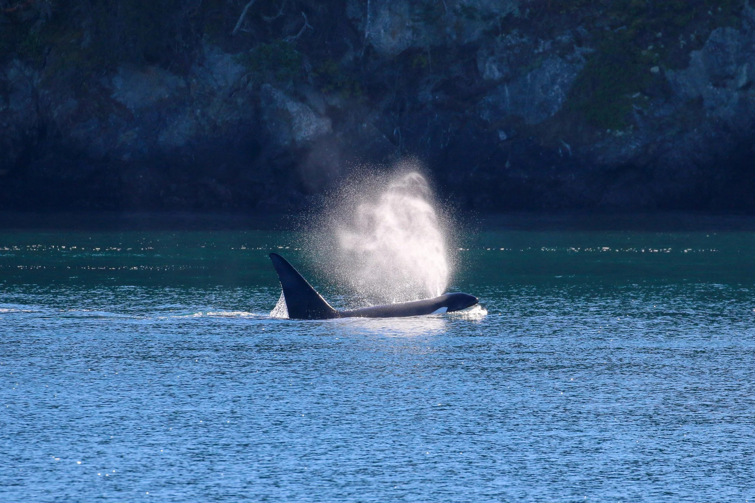 The image depicts a whale breaching the water surface with its tail visible, creating a splash, on a body of water near a rocky shoreline or cliff.