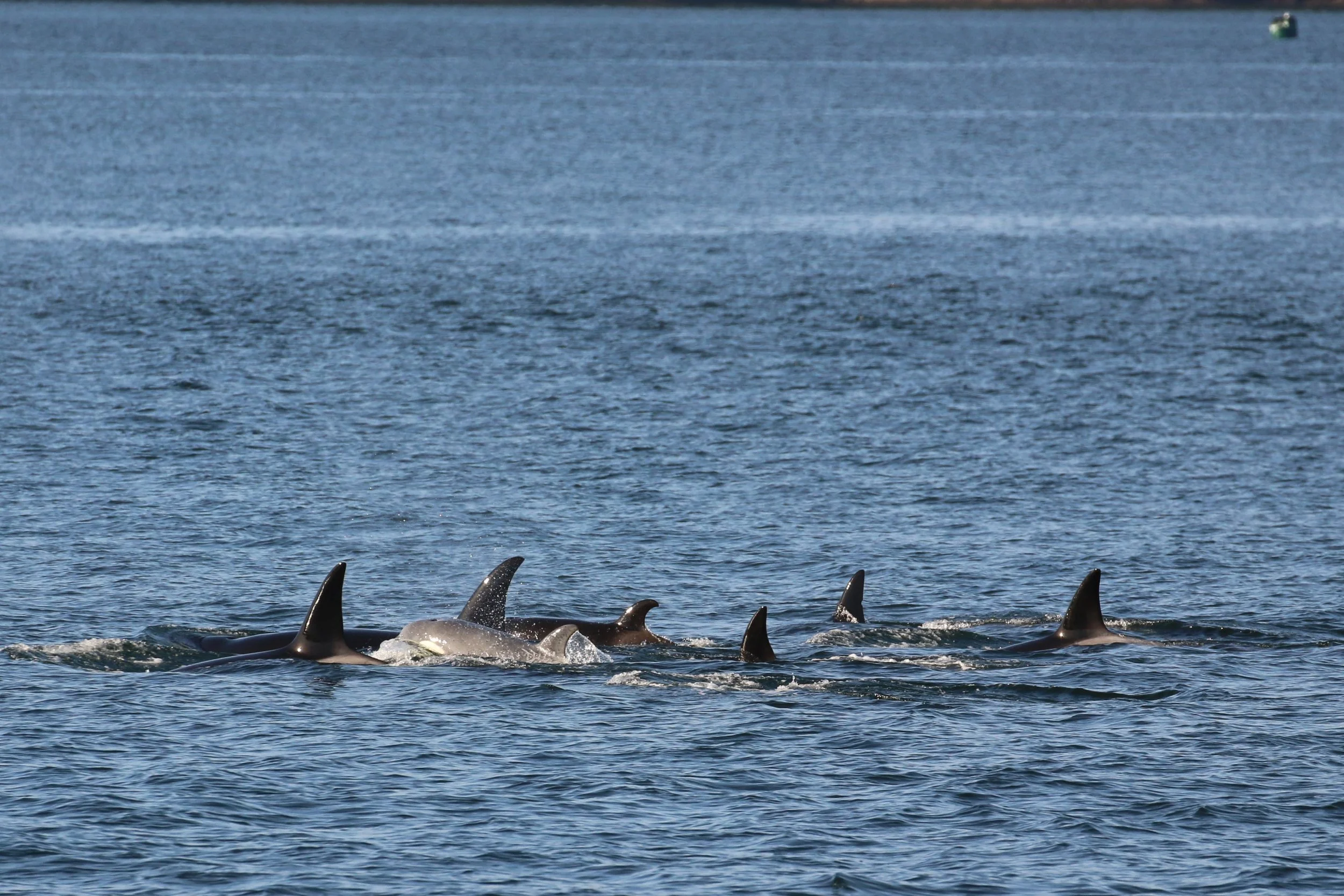 A group of dolphins swimming at the surface of the ocean, with their dorsal fins visible above the water.