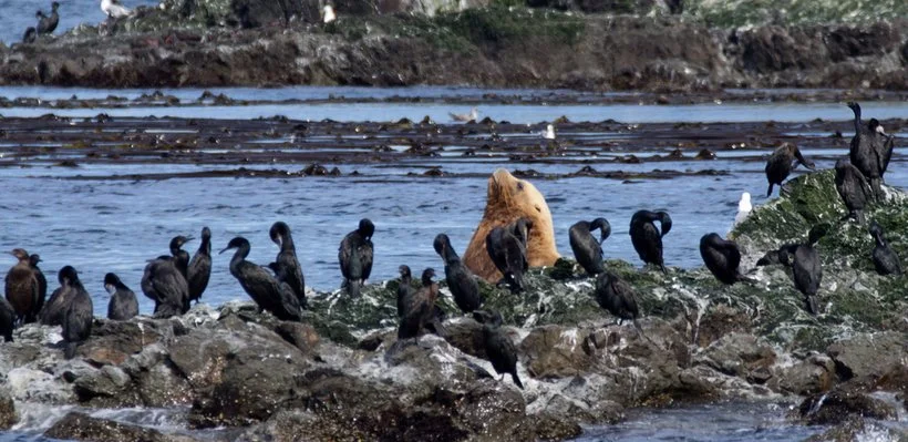 Seals and cormorants resting on rocks in the ocean.